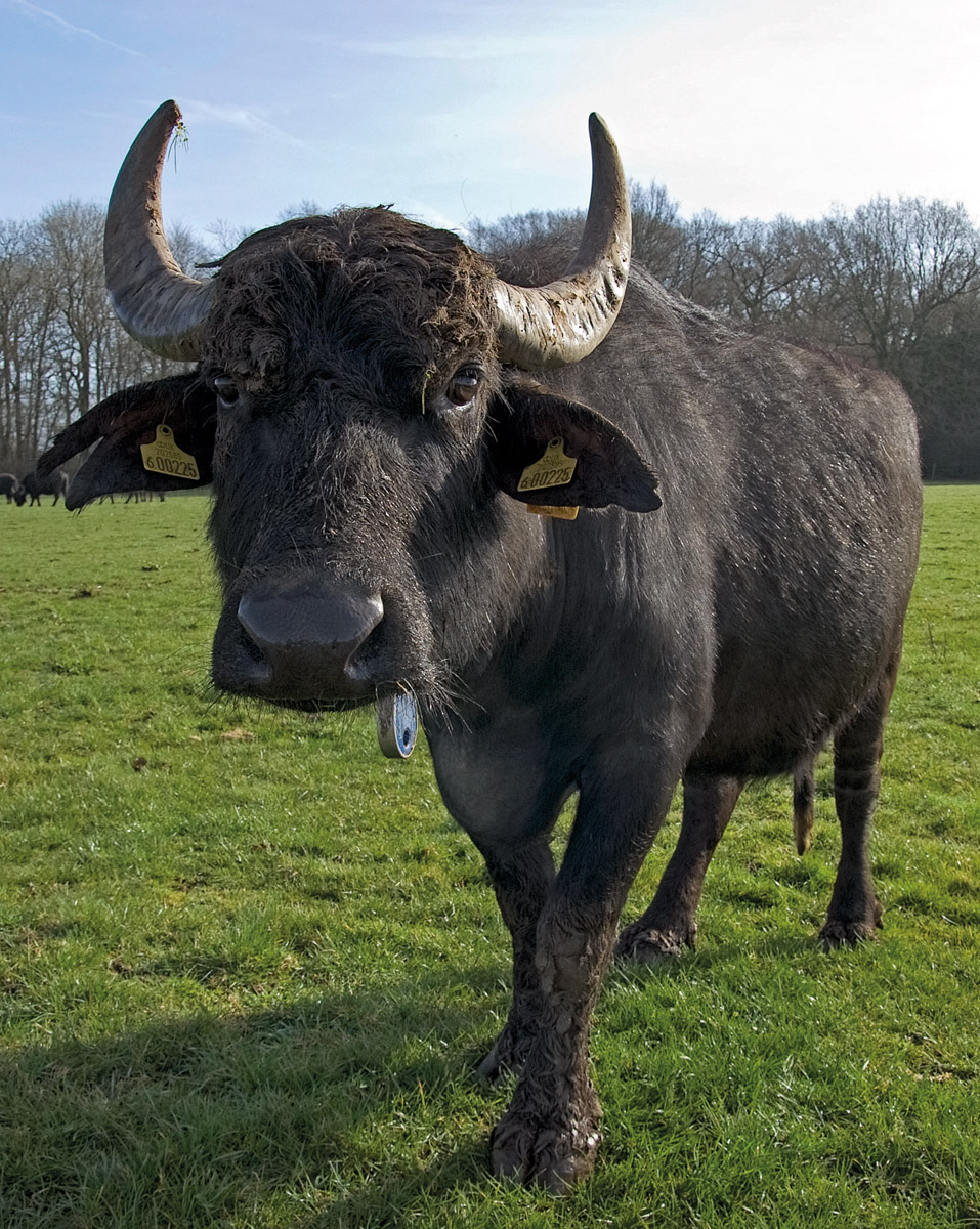 Ein Büffel auf einer Weide.